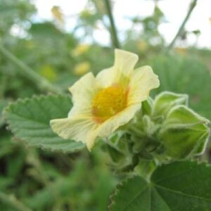 Bala Root Powder (Sida cordifolia)