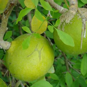 Bel Fruit (Aegle marmelos)