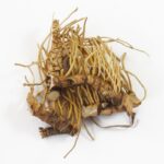 Calamus Root Whole (Acorus calamus var. Americanus)