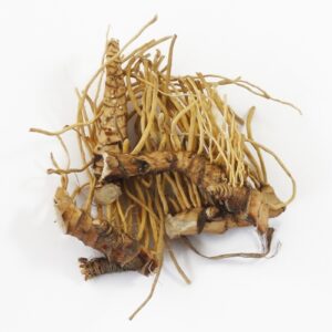 Calamus Root Whole (Acorus calamus var. Americanus)