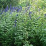 Fu Zi (Prepared Aconite)