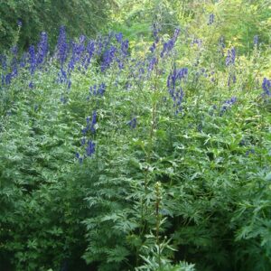 Fu Zi (Prepared Aconite)