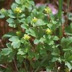 Musk Root (Ferula moschata)