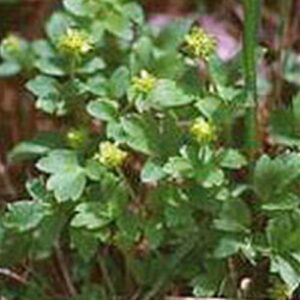 Musk Root (Ferula moschata)