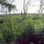 Alpine Klip Dagga - Premium Freeze Dried