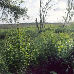 Alpine Klip Dagga - Premium Freeze Dried