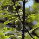 Amla (Emblica officinalis) Dried Fruit Powder