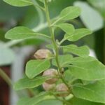 Ashwagandha Powder (Withania somnifera)