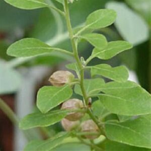 Ashwagandha Powder (Withania somnifera)