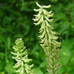 Astragalus Roots (Astralagus membranaceus)