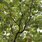 Baheda (Teminalia belerica) Dried Fruit