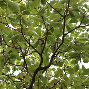 Baheda (Teminalia belerica) Dried Fruit