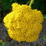 Yarrow (Achillea millefolium) Dried Organic Flowers