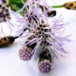 Calea Zacatechichi - 10 Seed Pods