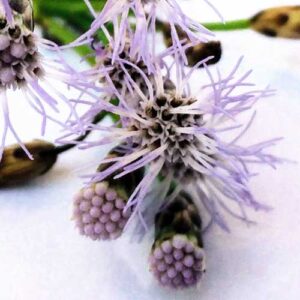 Calea Zacatechichi - 10 Seed Pods