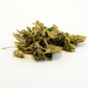 Calea Zacatechichi (Dream Herb)