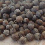 Chasteberry - Whole Berries (Monk's Pepper)