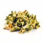 Lagochilus inebriens (Turkistan Mint)