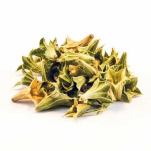 Lagochilus inebriens (Turkistan Mint)