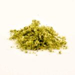 Mullein (Verbascum thapsus)