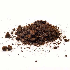 Prickly Poppy (Argemone mexicana)