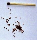 Prickly Poppy (A. mexicana) Seeds 500 Seeds (3 grams)