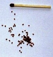 Prickly Poppy (A. mexicana) Seeds 500 Seeds (3 grams)