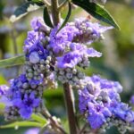 Chasteberry Powder (Monk's Pepper)