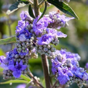 Chasteberry Powder (Monk's Pepper)