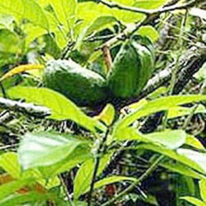 Kola Nut - Powdered (Cola nitida)