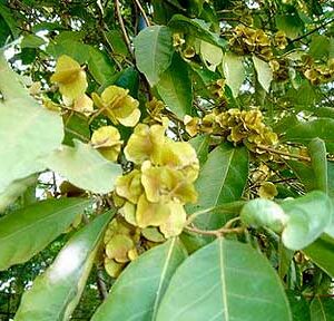 Combretum Dried Leaf (Combretum quadrangulare)