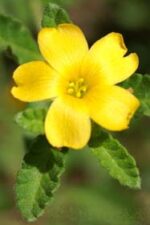 Damiana (Turnera diffusa)