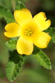 Damiana (Turnera diffusa)