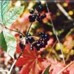 Eleuthero Root Powder (Siberian Ginseng)