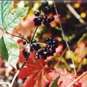 Eleuthero Root Powder (Siberian Ginseng)