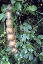 Entada rheedii - African Dream Herb