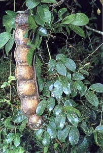 Entada rheedii - African Dream Herb