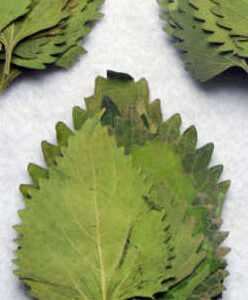 Wild Dagga Flat Dried Leaf (Klip)