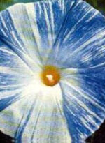 Morning Glory Seeds - Flying Saucers