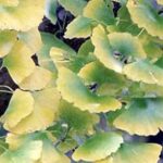 Gingko Leaves (Ginko biloba)