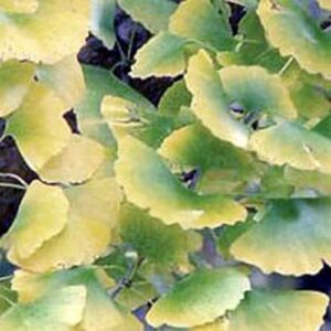 Gingko Leaves (Ginko biloba)