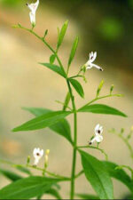Kalmegh (Androphaugs paniculata)