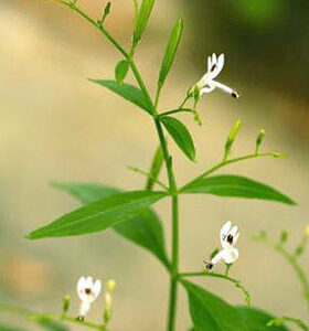 Kalmegh (Androphaugs paniculata)