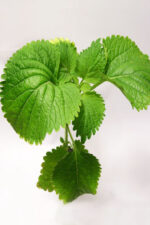 Wild Klip Dagga (Leonotis nepetifolia) Plant