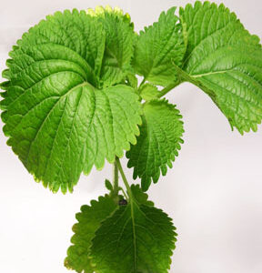 Wild Klip Dagga (Leonotis nepetifolia) Plant