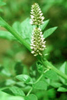 Licorice Root Powder