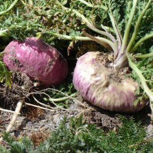 Maca Root (Lepidum meyenil)