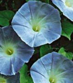 Morning Glory Seeds - Heavenly Blue