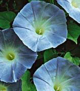Morning Glory Seeds - Heavenly Blue