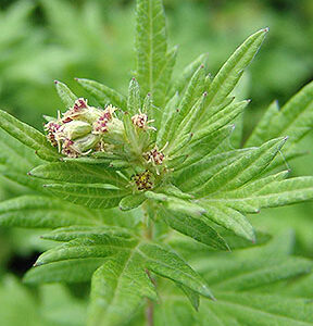 Mugwort (Artemisia vulgaris) Dried Herb